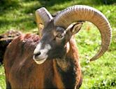 European mouflon