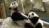 The winner in China’s panda diplomacy: the pandas themselves - Features