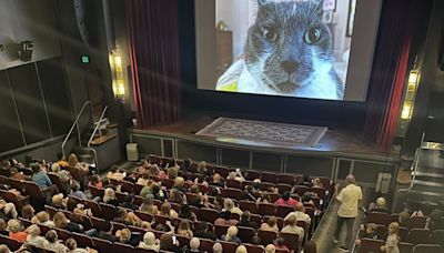 I Went to a Movie Theater to Watch 73 Minutes of Cat Videos