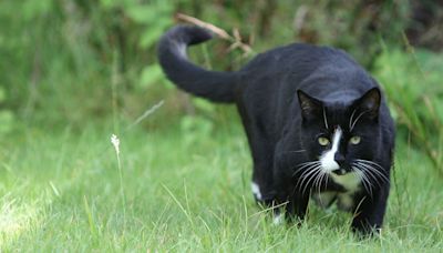 Scientists pinpoint strategies to stop cats from scratching your furniture