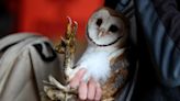 A goal of banding barn owls is 'keeping common species common,' says MDC biologist