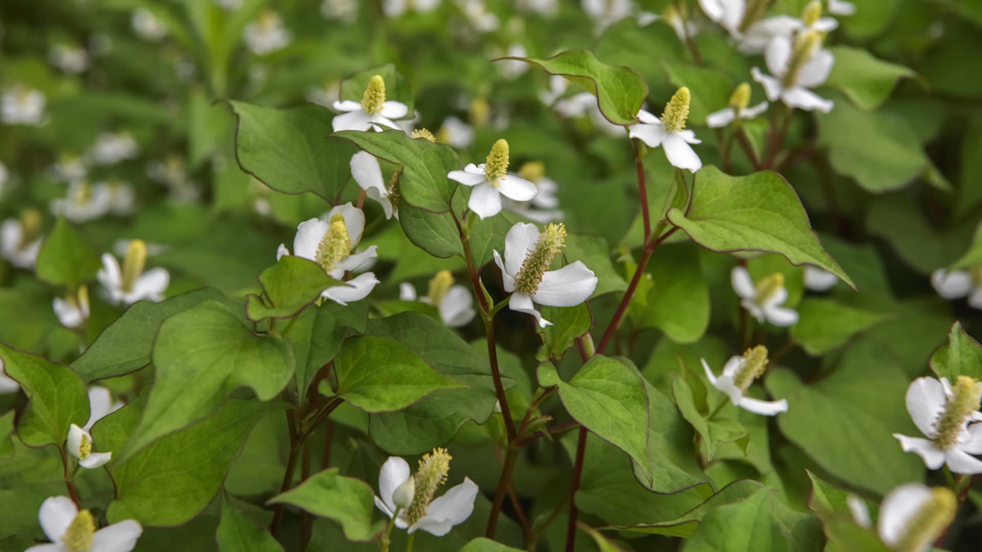 Experts advocate for consuming invasive herb species wreaking havoc in U.S. — here's what you should know