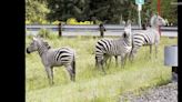 4 zebras, including baby, escape trailer and run amok on city streets