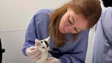 Casper the 'Marathon Kitten' Gets PAWS Chicago Clean Bill of Health