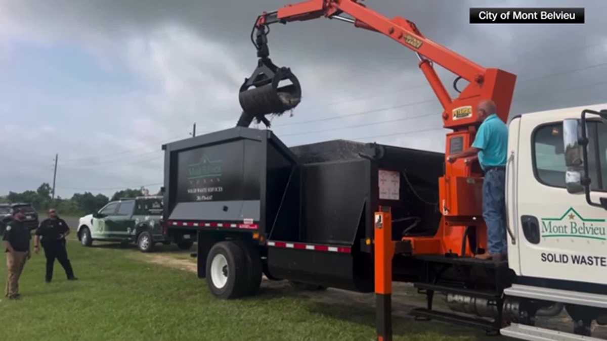 VIDEO: Public works, animal control crews in a Texas town use a grapple trash truck to move a massive alligator