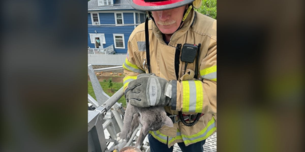 ‘Yes, sometimes we do rescue cats,’ Cedar Rapids firefighters save stuck cat