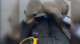 Malnourished sea lion rescued after hopping on college rowing team’s boat