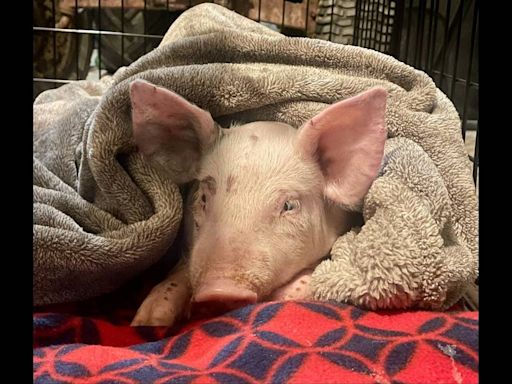 Baby pig headed to market falls off truck and gets second chance at life, rescuers say