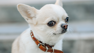 Video of Uncommon 'Happy Chihuahua' Has People So Delighted