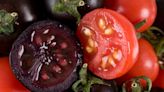 A new genetically-modified purple tomato could be heading to America's grocery stores by next year after recent USDA approval