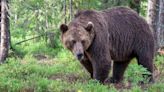 Un oso mata a una senderista en Rumanía