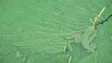 Florida health officials warn of toxic algae in Lake Washington