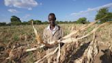 African farmers look to the past and the future to address climate change