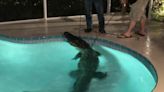 An 11-foot alligator busted through the screened porch of a Florida home 'like the Kool-Aid Man' and jumped in the pool
