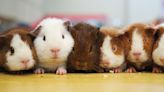 Adorable Guinea Pig Breeds You Should Know