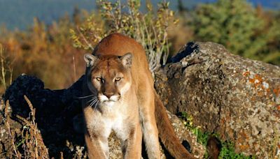 Experts Warn Mountain Lion Attacks Likely To Rise If Colorado Ballot Measure Passes