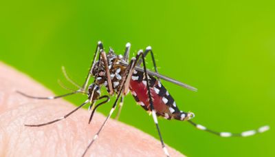 食環署提醒市民須及早採取有效預防措施防治蚊患 - RTHK