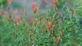 How to Grow and Care for Hummingbird Bush (Flame Acanthus)