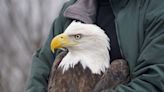 Smith: Marge Gibson and REGI show the full measure of devotion to bald eagles, other birds