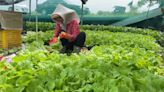 菜都爛了！ 連日大雨緊接豔陽 雲林葉菜類價格翻倍