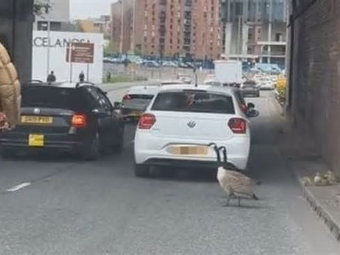 Adorable TikTok of moment man hailed as 'David Attenborough' stops Mancunian Way traffic to let geese cross road