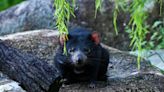 Night Safari welcomes first Tasmanian Devils at last, following pandemic delays