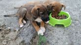 La Asociación Protectora de Animales y Plantas "El Refugio" de Plasencia denuncia el abandono de cuatro cachorros.