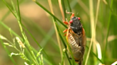 What happens if your pets eat cicadas?