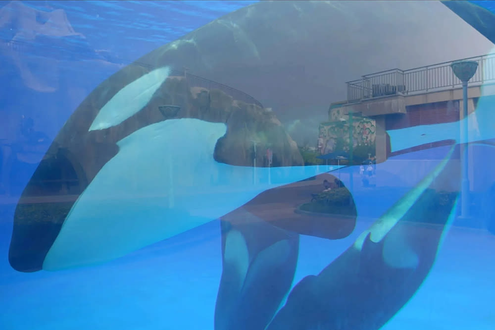 ‘Orca – Black & White Gold’: Terra Mater Studios Brings Killer Whale Doc to Cannes (EXCLUSIVE)