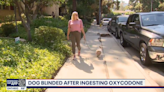 California dog blinded after eating oxycodone while on a walk