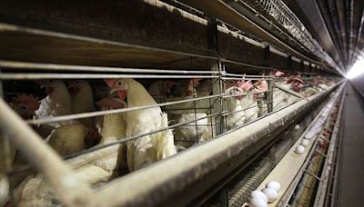 Farmers must kill 4.2 million chickens after bird flu hits Iowa egg farm | Jefferson City News-Tribune