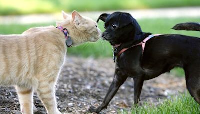 Map shows states where dogs are more popular than cats