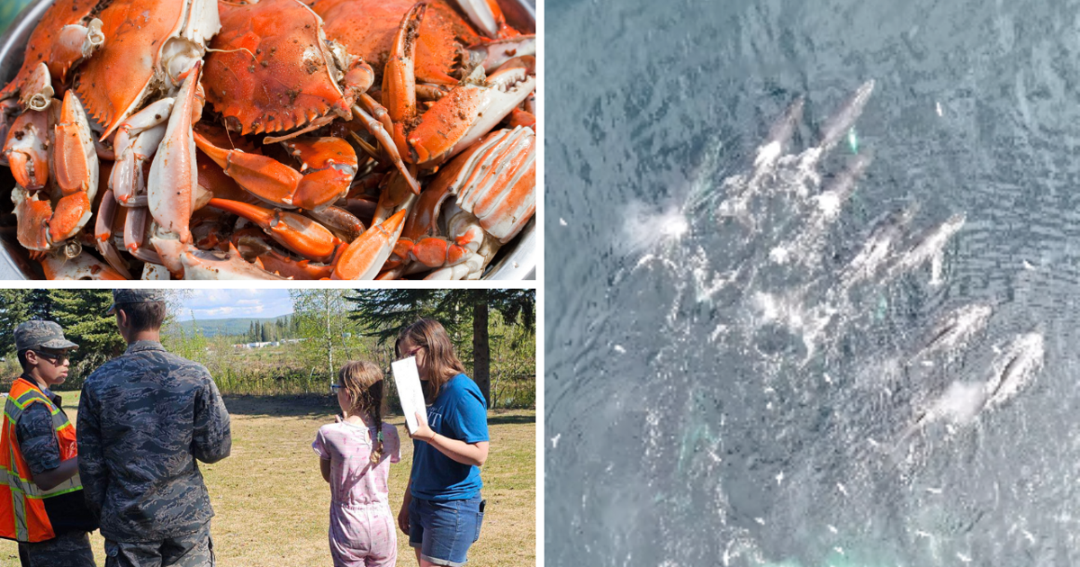 AROUND ALASKA: Crab Festival, Kids to Parks and Humpback Whales!