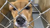 Adoption fees only $25 for Memorial Day weekend at local humane society - WNKY News 40 Television