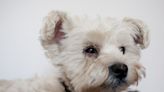 狗狗乾眼症症狀有哪些？如何診斷？怎麼治療？狗狗乾眼症照顧注意事項一次看