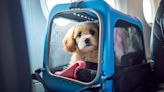La industria de viajes acoge el gasto anual de USD 259 mil millones de dueños de mascotas