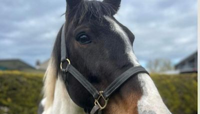 10-year ban for Walsall man who drove his horse to exhaustion at fair