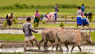 Maharashtra Announces Rs 1,700 Crore Aid For Farmers Affected By Rainfall