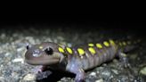 Have you heard of the poisonous spotted salamander in SC. Here’s what to know