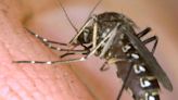 ¿Por qué los mosquitos pican más a unas personas que a otras? Entomóloga explica las razones