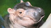 Fiona the hippo turns five; Chance to win prize package, paintings by Fiona