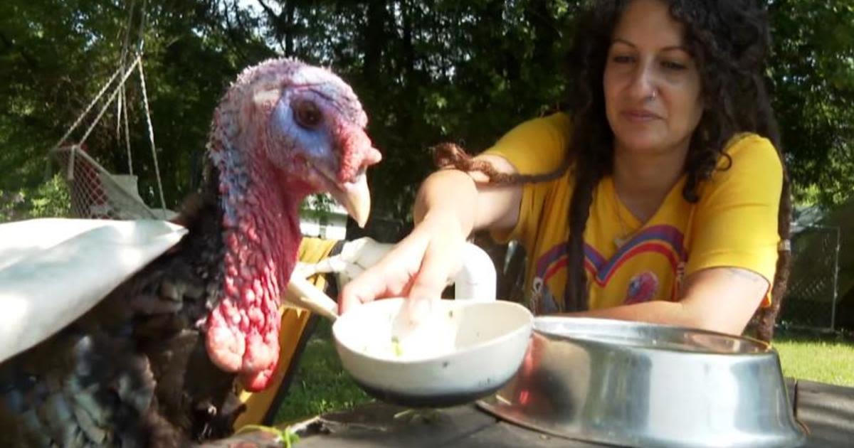 Simon, the beloved Chicago area rescue turkey, has died