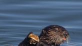 When sea otters lose their favorite foods, they can use tools to go after new ones