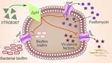 IIT Roorkee researchers identify small molecule that can potentially fight against antibiotic-resistant pathogens