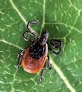 Lyme disease