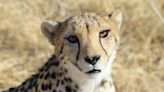 Cheetah experts blame communications breakdown for ‘avoidable deaths’ in India project