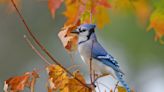 If You See a Blue Jay, Here's the True, Unexpected Significance of Them Appearing in Your Life