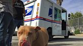 Postal service ranks Cleveland among top 5 cities for dog bites
