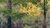 What can happen in a cypress swamp? | ECOVIEWS