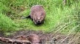 Scottish farmers damn wild beaver reintroduction policy